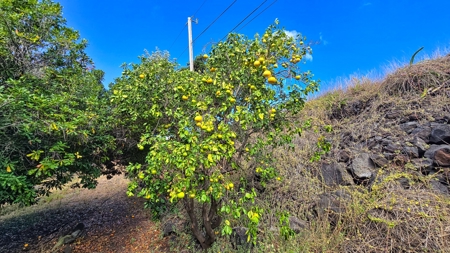 Sweeping ocean views on Hawai‘i Island—2BR/2BA with pool & orchard - image 26