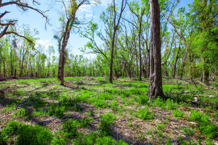 4 acres ready for your home, mobile home or even your RV! - image 16