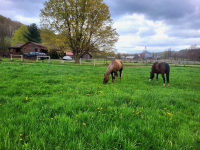 Log Home with Equine Barn and Arenas - image 39