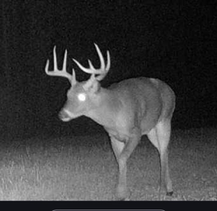 Amite County Hunting Land for Sale - image 21