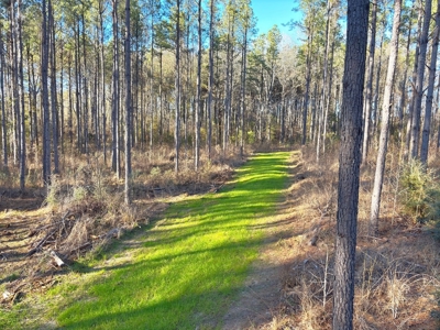 Amite County Hunting Land for Sale - image 5