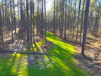 Amite County Hunting Land for Sale - image 3