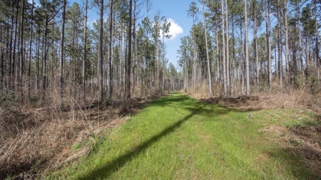 Amite County Hunting Land for Sale - image 1