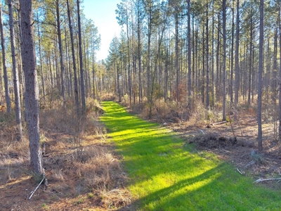 Amite County Hunting Land for Sale - image 4