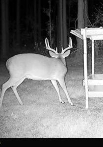 Amite County Hunting Land for Sale - image 19