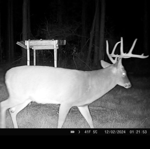 Amite County Hunting Land for Sale - image 17