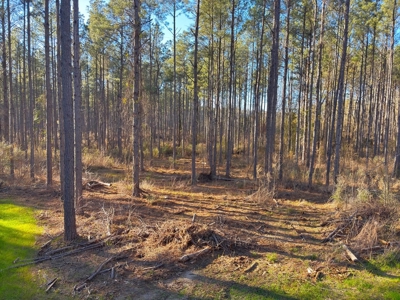 Amite County Hunting Land for Sale - image 6