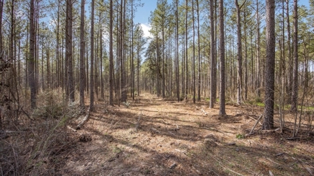 Amite County Hunting Land for Sale - image 9