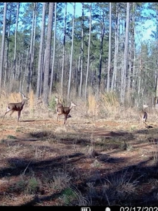 Amite County Hunting Land for Sale - image 22