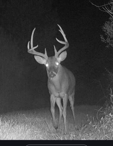 Amite County Hunting Land for Sale - image 20