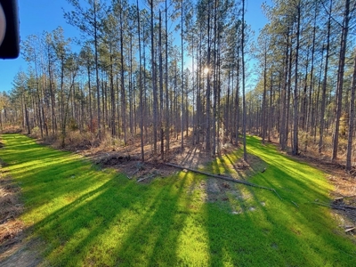 Amite County Hunting Land for Sale - image 7