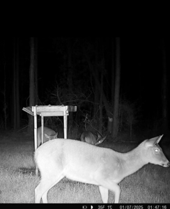 Amite County Hunting Land for Sale - image 25