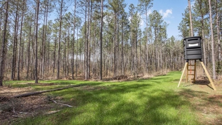 Amite County Hunting Land for Sale - image 2