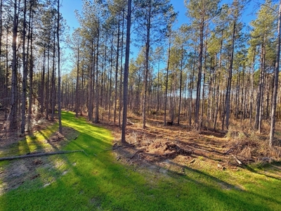 Amite County Hunting Land for Sale - image 8