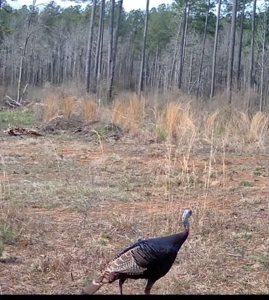 Amite County Hunting Land for Sale - image 23