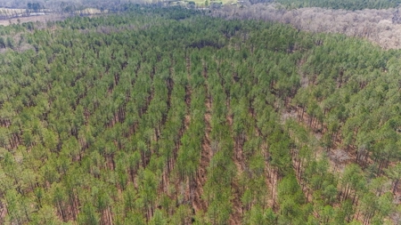 Amite County Hunting Land for Sale - image 16