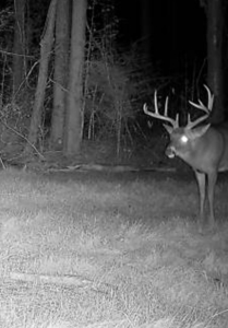 Amite County Hunting Land for Sale - image 15