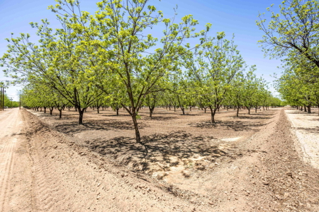 Income-Producing Pecan Orchard for Sale in Desirable Mesilla, NM - image 6
