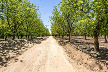 Income-Producing Pecan Orchard for Sale in Desirable Mesilla, NM - image 4