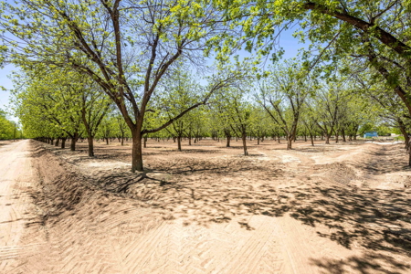 Income-Producing Pecan Orchard for Sale in Desirable Mesilla, NM - image 3