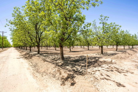 Income-Producing Pecan Orchard for Sale in Desirable Mesilla, NM - image 1