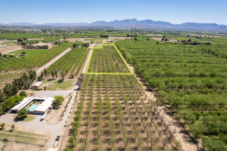 Income-Producing Pecan Orchard for Sale in Desirable Mesilla, NM - image 10