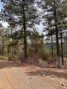 Land For Sale in Chama, New Mexico - image 12
