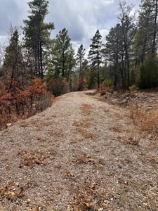 Land For Sale in Chama, New Mexico - image 10
