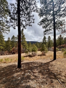 Land For Sale in Chama, New Mexico - image 11