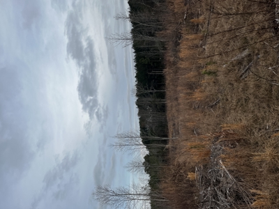 Hunting, Recreation and Residential Land South Carolina For Sale - image 1