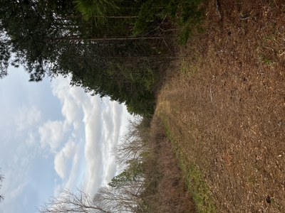 Hunting, Recreation and Residential Land South Carolina For Sale - image 4