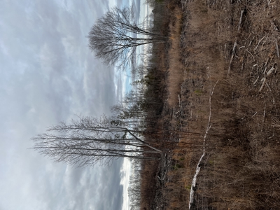 Hunting, Recreation and Residential Land South Carolina For Sale - image 10