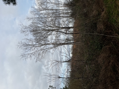 Hunting, Recreation and Residential Land South Carolina For Sale - image 5