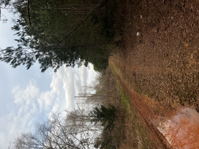 Hunting, Recreation and Residential Land South Carolina For Sale - image 2