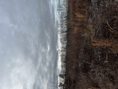Hunting, Recreation and Residential Land South Carolina For Sale - image 8