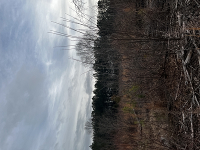 Hunting, Recreation and Residential Land South Carolina For Sale - image 11