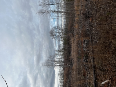 Hunting, Recreation and Residential Land South Carolina For Sale - image 6