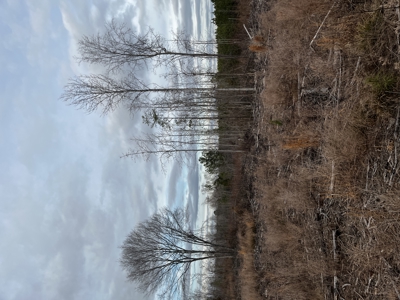 Hunting, Recreation and Residential Land South Carolina For Sale - image 22