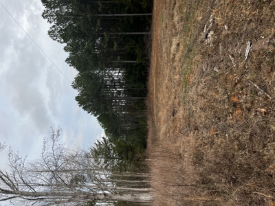Hunting, Recreation and Residential Land South Carolina For Sale - image 8