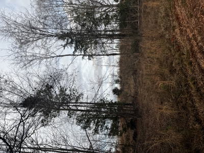 Hunting, Recreation and Residential Land South Carolina For Sale - image 3