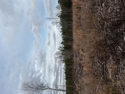 Hunting, Recreation and Residential Land South Carolina For Sale - image 10