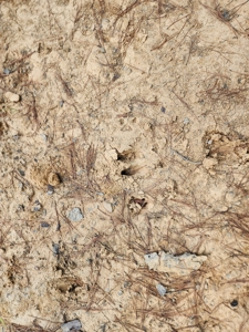 Kiamichi Mountain Homestead Property - image 22