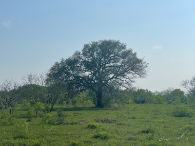 Hunting, Future Homesite Property for Sale in Papalote, TX - image 18