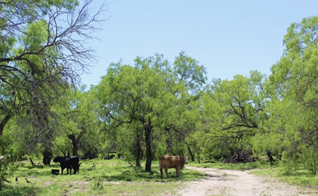 +/- 873 Acres near Kingsville, TX that borders The King Ranch - image 25