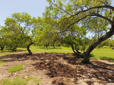 +/- 873 Acres near Kingsville, TX that borders The King Ranch - image 21