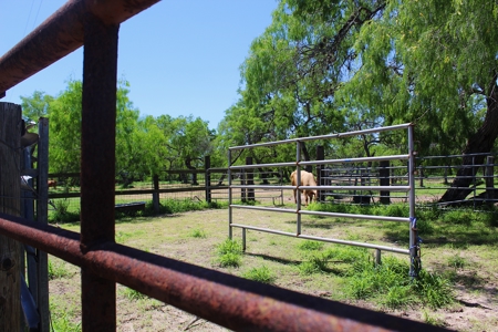 +/- 873 Acres near Kingsville, TX that borders The King Ranch - image 9