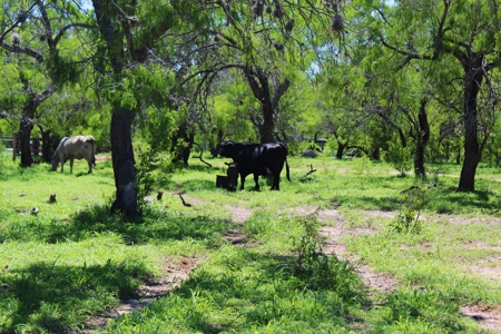 +/- 873 Acres near Kingsville, TX that borders The King Ranch - image 14