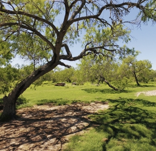 +/- 873 Acres near Kingsville, TX that borders The King Ranch - image 1