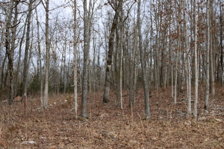 Private and Secluded Land for sale outside the city limits of West Plains - image 3