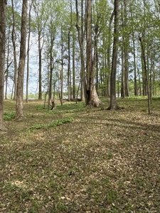 0.93-AC Homesite in Washington, NC - Tree Shade Community - image 6